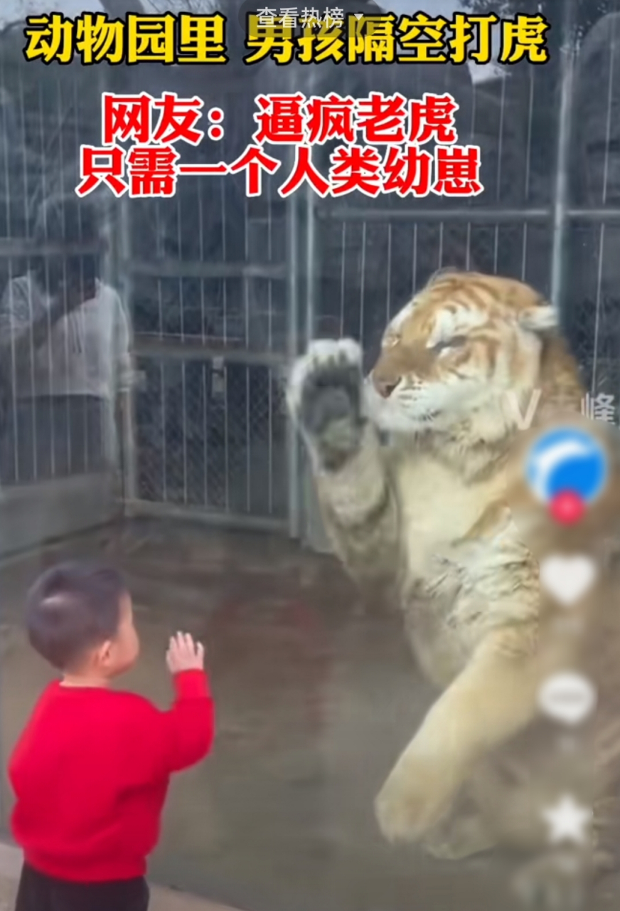 初生牛犊不怕虎,热身赛挑战再升级 初生牛犊不怕虎,热身赛挑战再升级